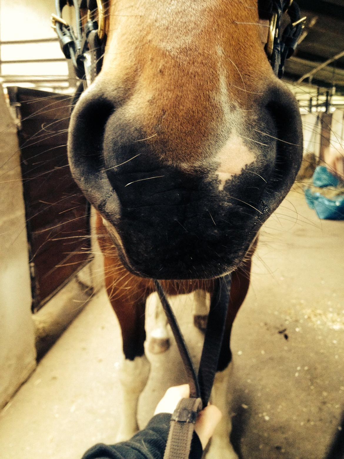 Pinto Maximus Jones billede 12