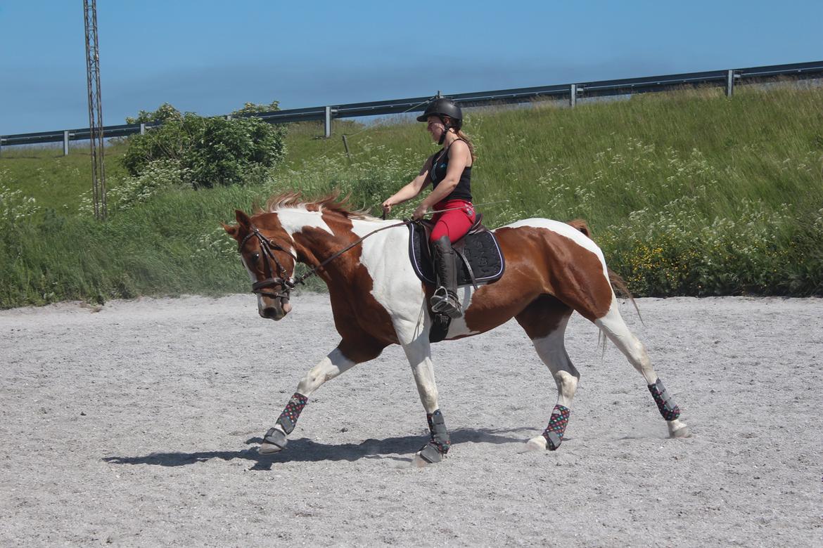 Anden særlig race Kielsgaardens Cirkeline billede 2