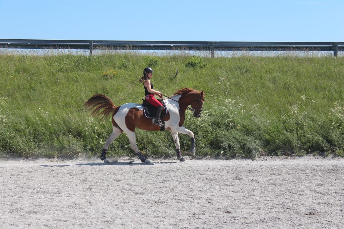 Anden særlig race Kielsgaardens Cirkeline billede 3
