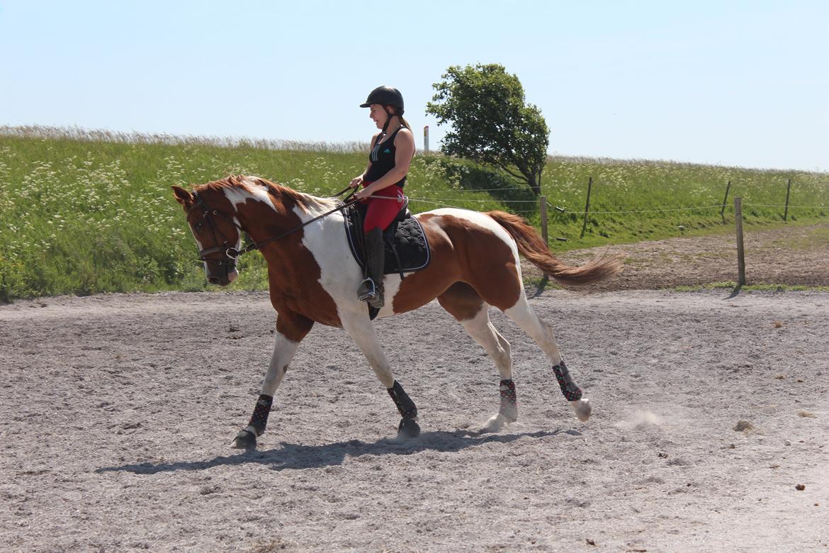 Anden særlig race Kielsgaardens Cirkeline billede 5
