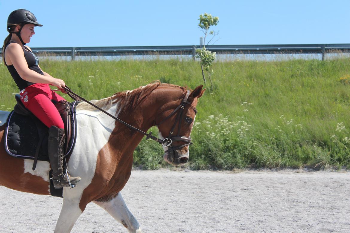 Anden særlig race Kielsgaardens Cirkeline billede 6