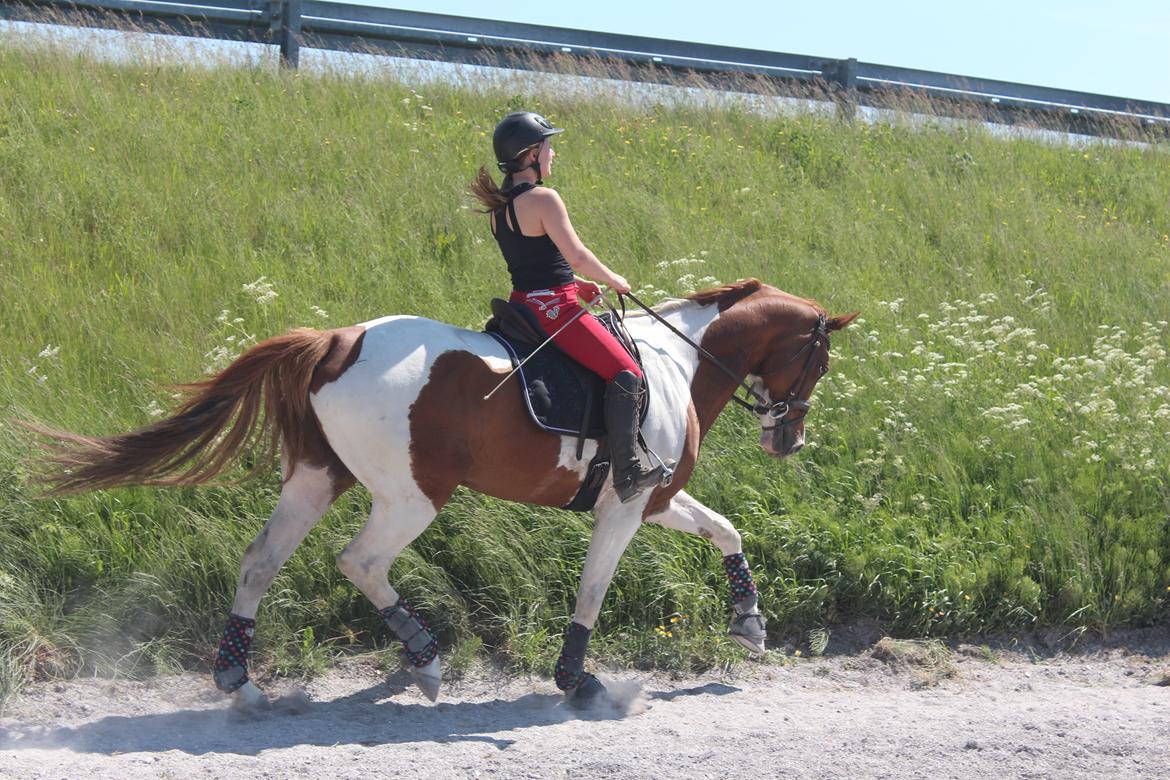 Anden særlig race Kielsgaardens Cirkeline billede 11