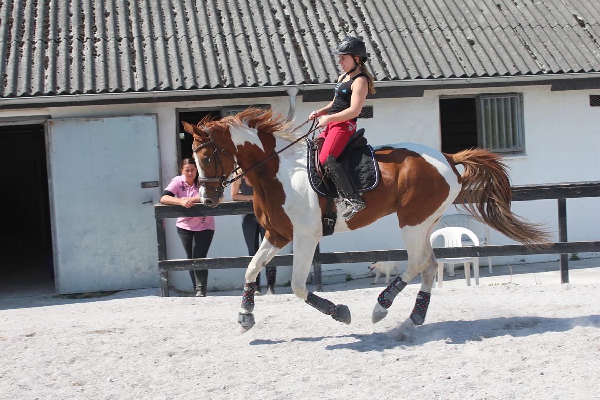 Anden særlig race Kielsgaardens Cirkeline billede 10