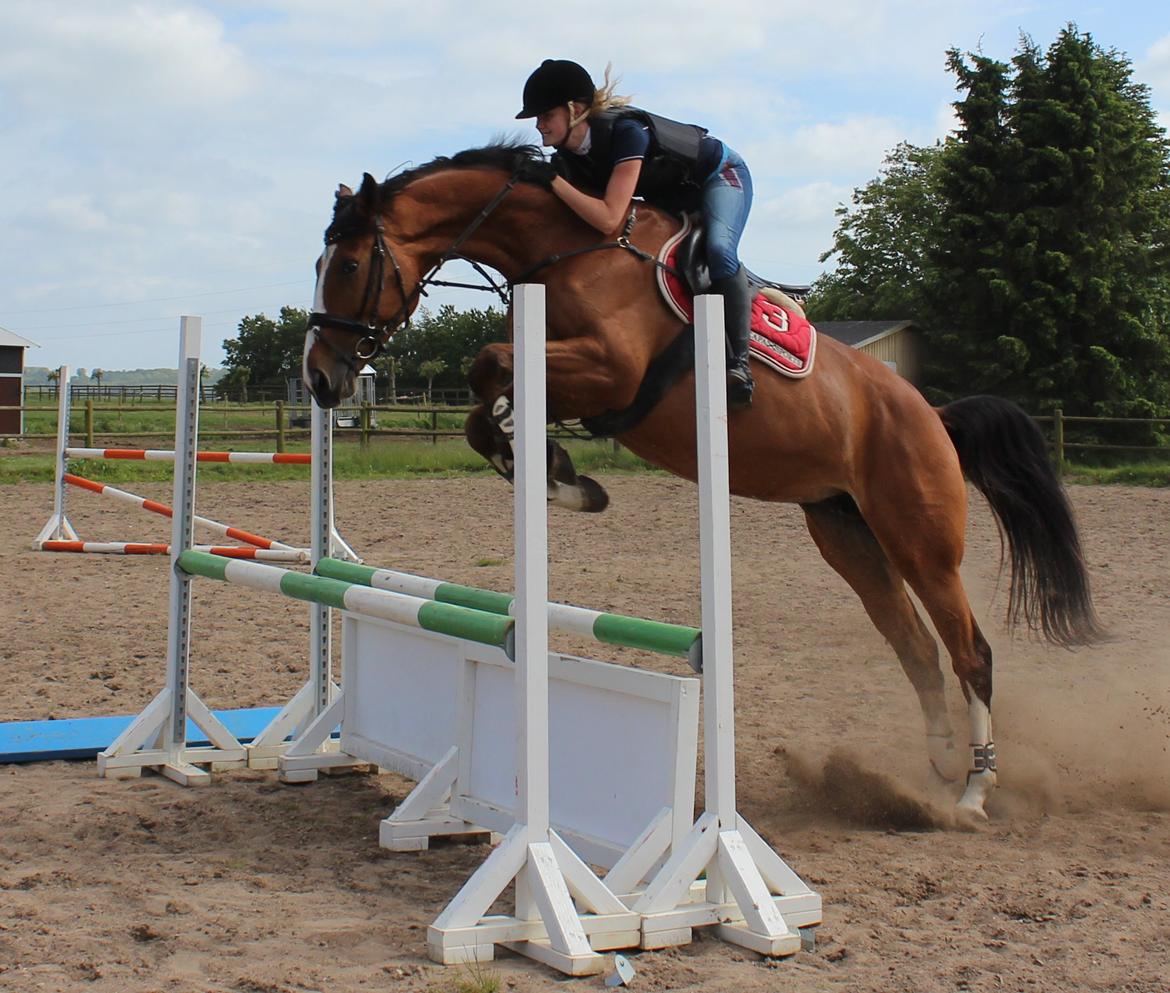 Dansk Varmblod Storbank's Darling - Whoever said that diamonds are a girls best friend, never owned a horse! billede 3