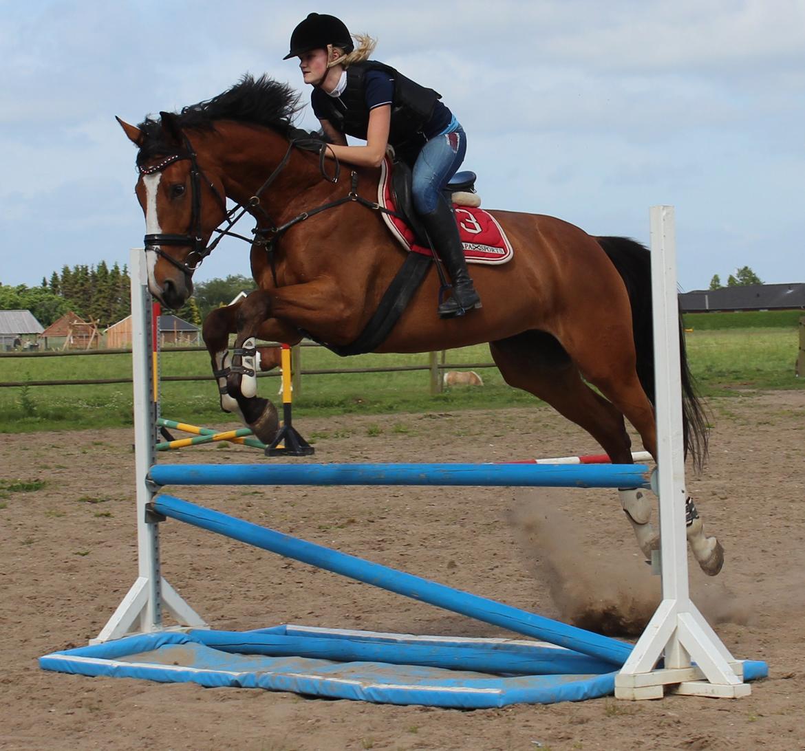 Dansk Varmblod Storbank's Darling - No hour i spend in the saddle is wasted. billede 6