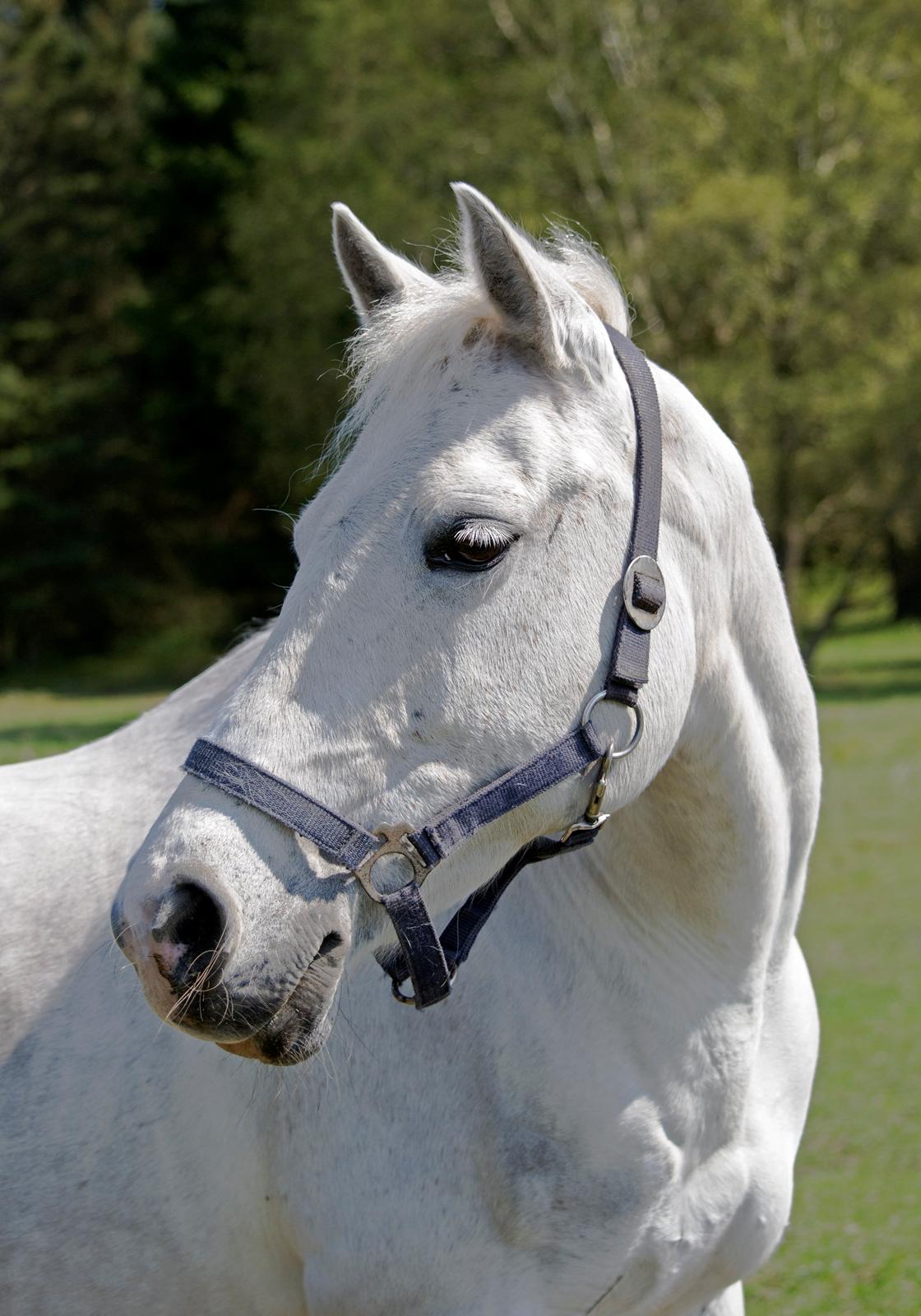 DSP Chanau Venture B-pony - Fotograf: Josefine Randrup Jensen billede 4