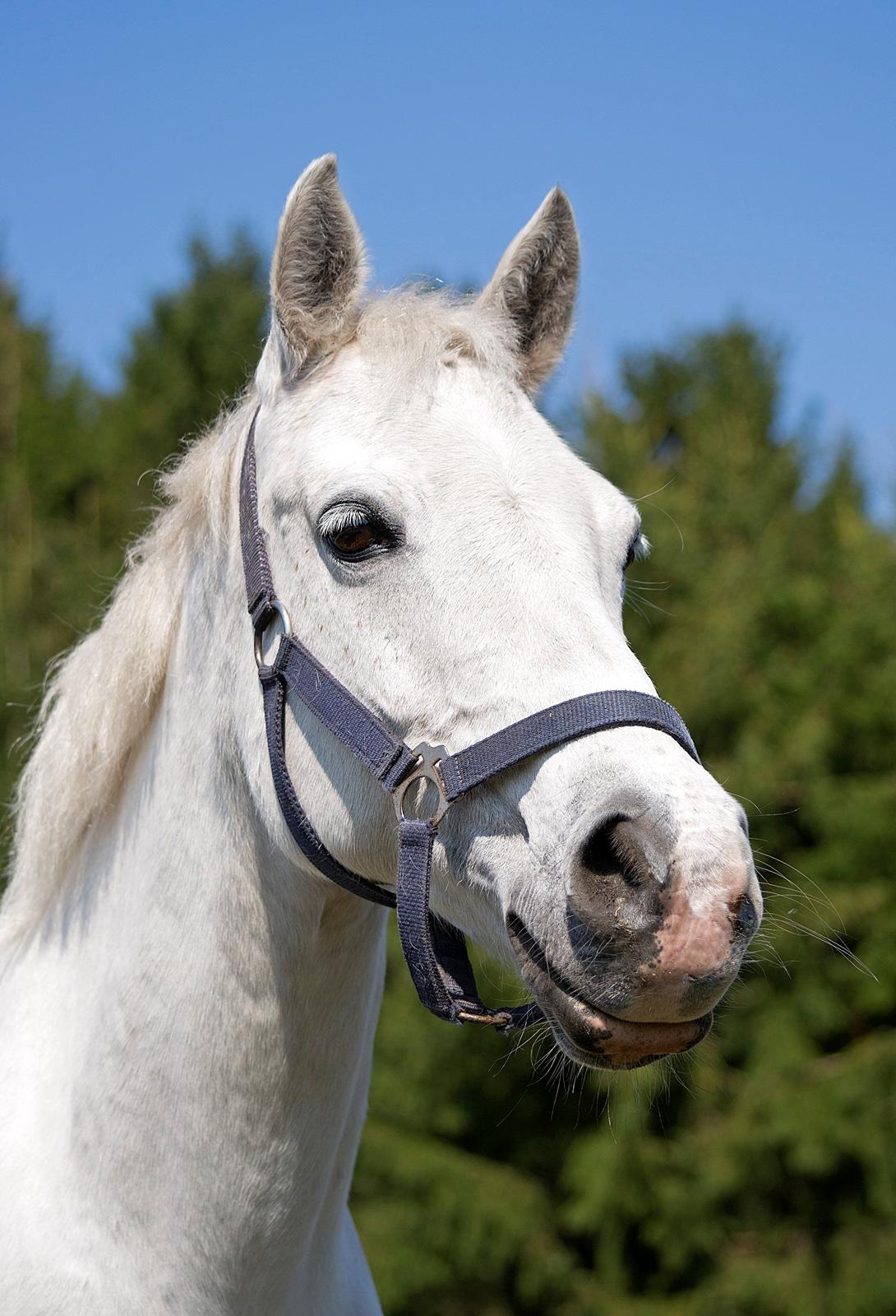 DSP Chanau Venture B-pony - Fotograf: Josefine Randrup Jensen billede 8