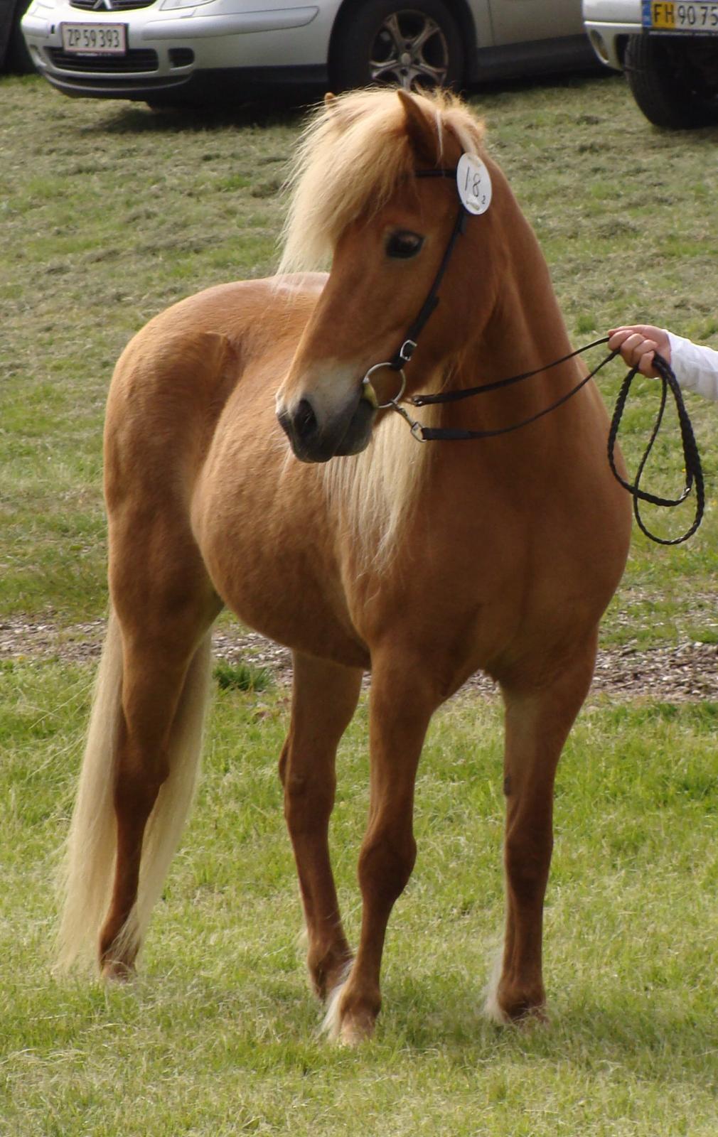 Islænder Saga fra Tothat - Min smukke hest til dyreskue i Hurup 2014 hvor hun fik 23p og gik fløj billede 17