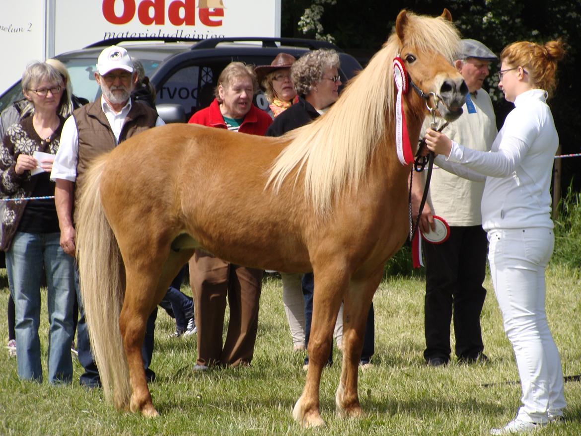 Islænder Saga fra Tothat - Min smukke hest til dyreskue i Hurup 2014 hvor hun fik 23p og gik fløj billede 18