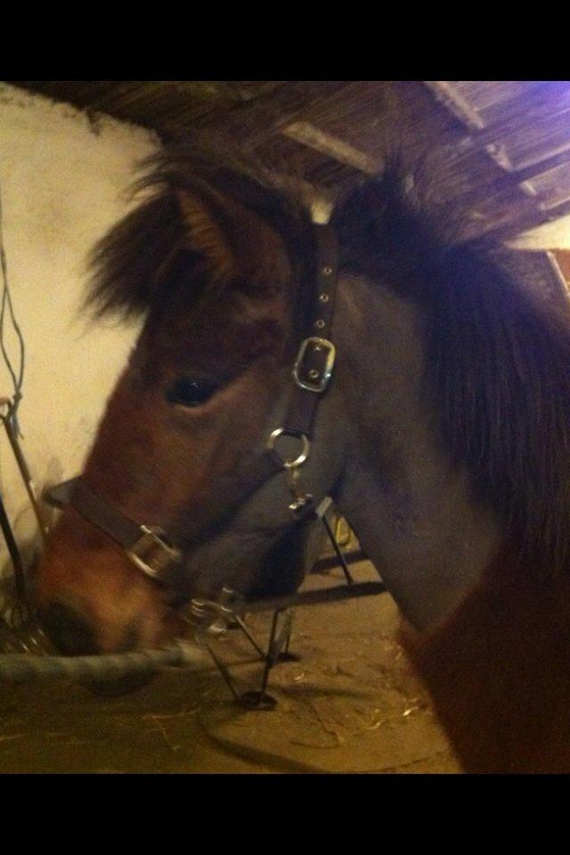 Islænder Stormur fra Birkemosegård - Så blev Storm klippet. Han havde lus, men at blive klippet hjalp ham ;)Han tog det hele så fint.  billede 36