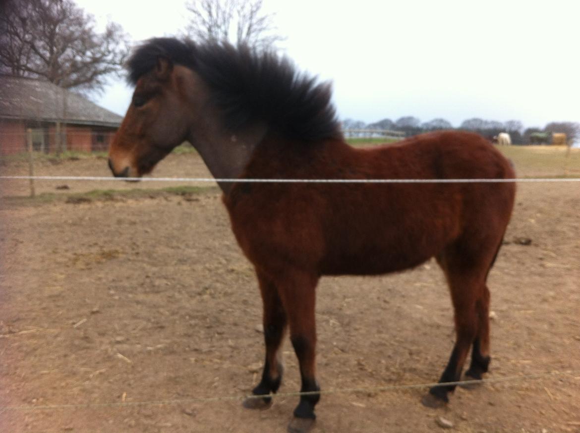 Islænder Stormur fra Birkemosegård - Flotte fyr. dk ;) billede 40