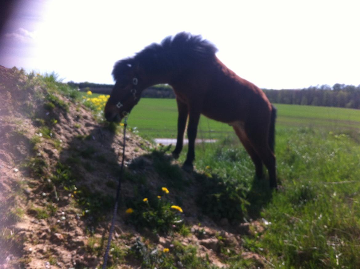 Islænder Stormur fra Birkemosegård - Bjerggeden Storm. Marts 2014 billede 46