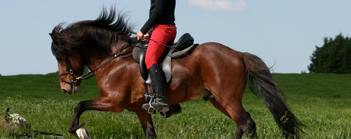 Islænder Pruður fra Flugsæl billede 13
