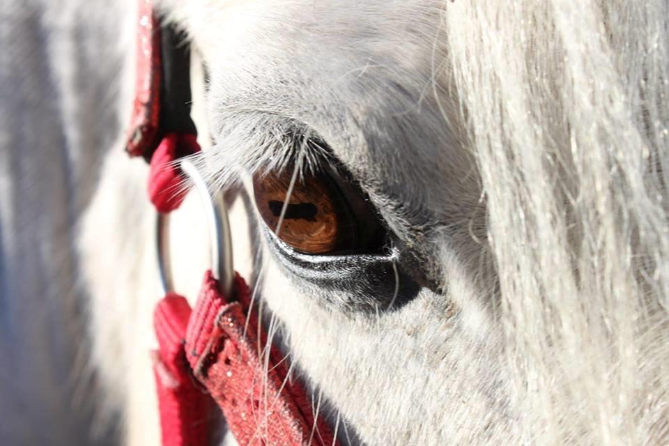 Anden særlig race Truska billede 26
