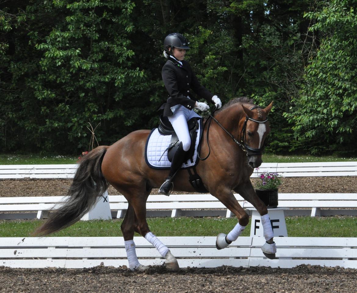 Welsh Cob (sec D) Fronerthig Red Hot Chilli - Morsø C stævne LB3 71,93% billede 6