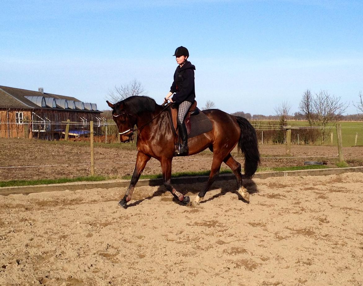Hannoveraner Rufina billede 8