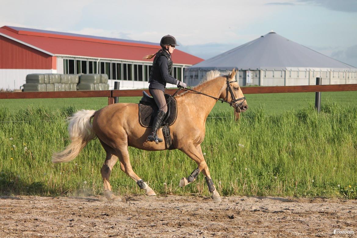 Palomino Happy Hour [DJ! <3] billede 26