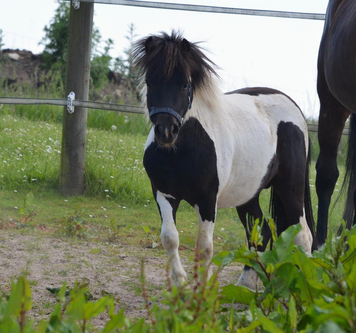 Miniature Shetlænder lille hesten - 1. juni 2014 billede 12