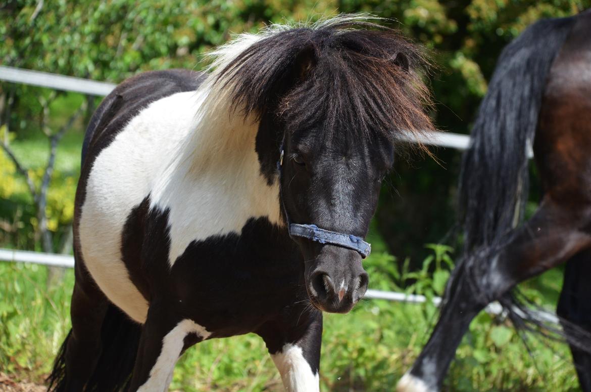 Miniature Shetlænder lille hesten - 1. juni 2014 billede 1
