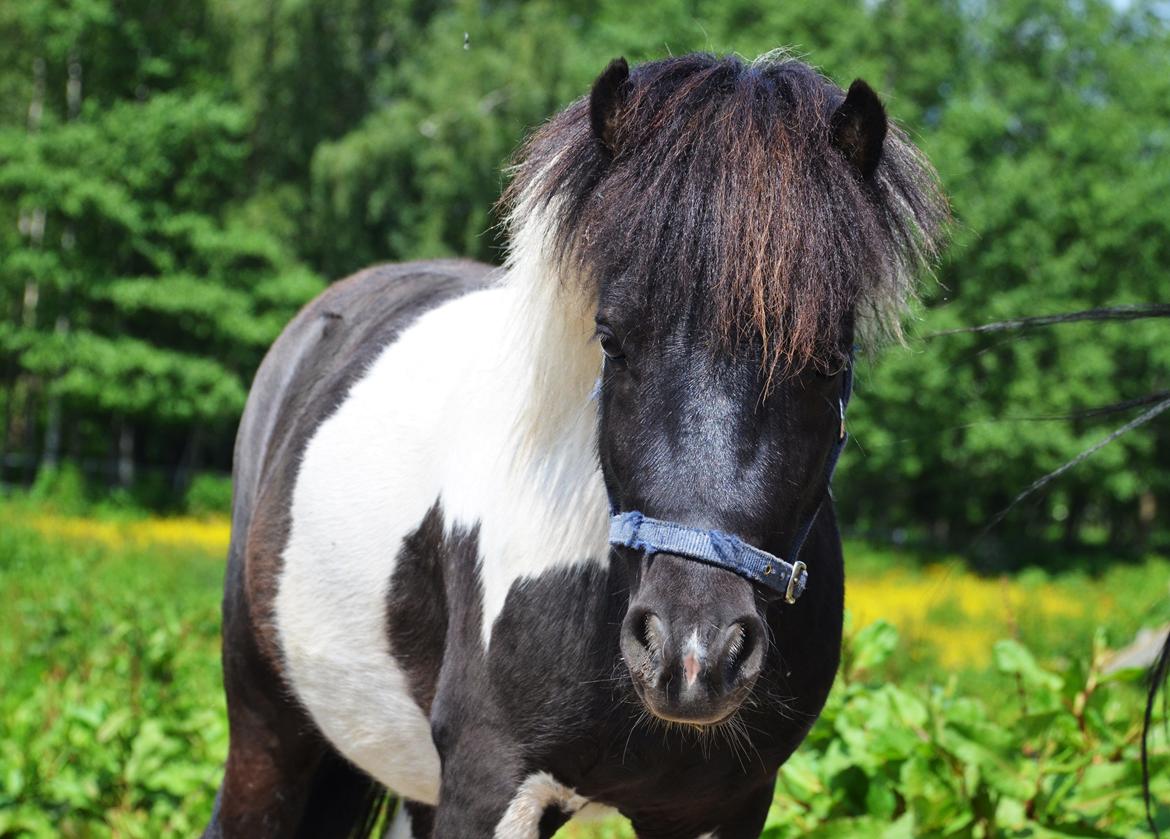 Miniature Shetlænder lille hesten - 1. juni 2014 billede 17