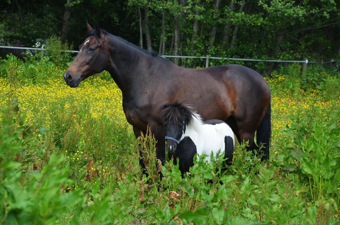 Miniature Shetlænder lille hesten - comtesse og lille hesten. 1. juni 2014 billede 18