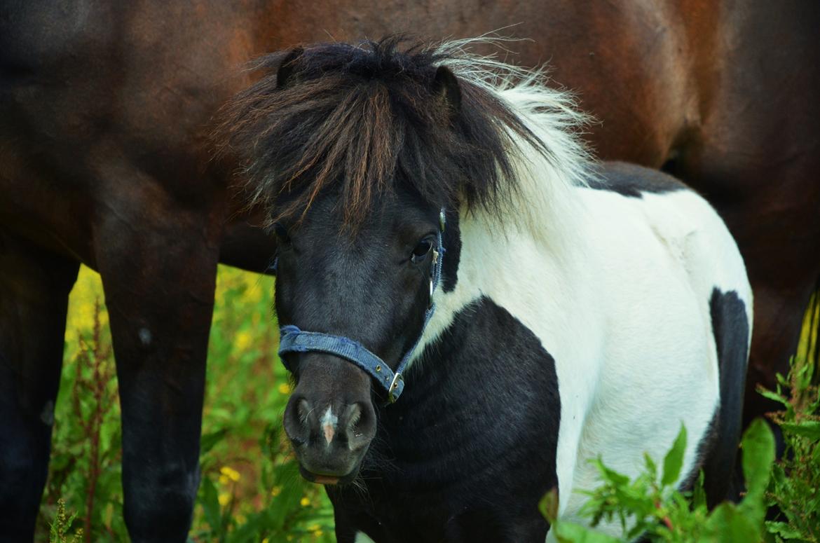 Miniature Shetlænder lille hesten - 1. juni 2014 billede 19
