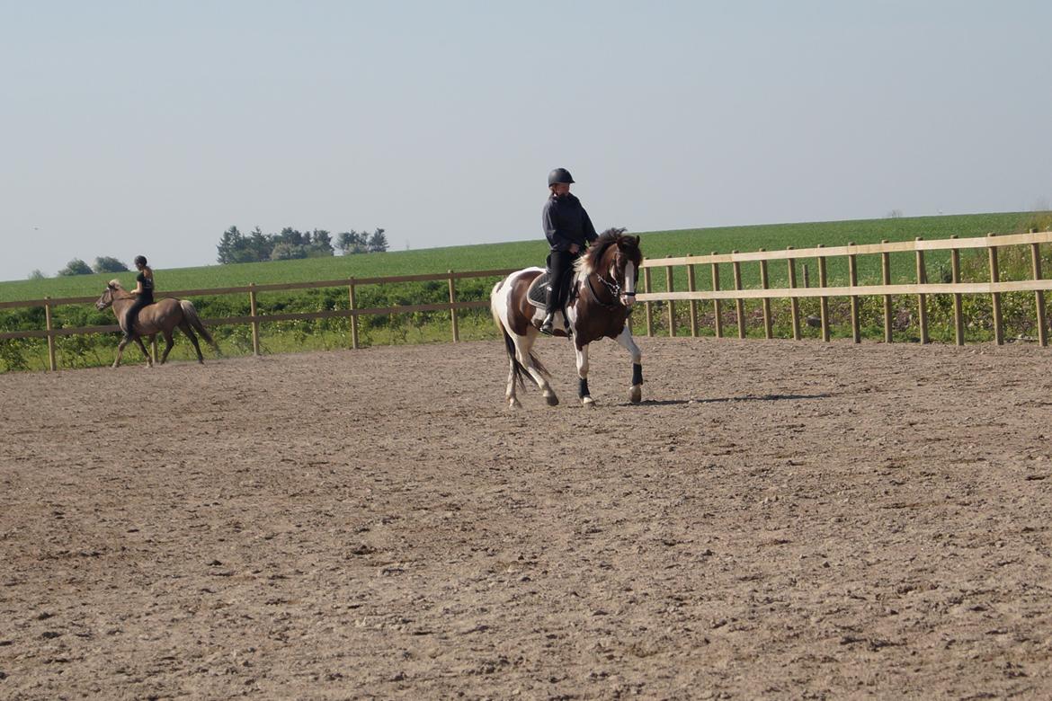 Pinto Handson/Flødebollen<3 billede 27