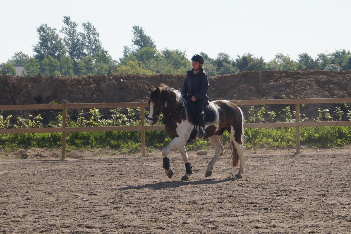 Pinto Handson/Flødebollen<3 billede 15