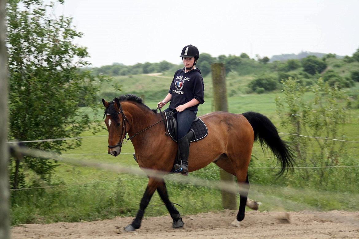 Anden særlig race Arcibald billede 8