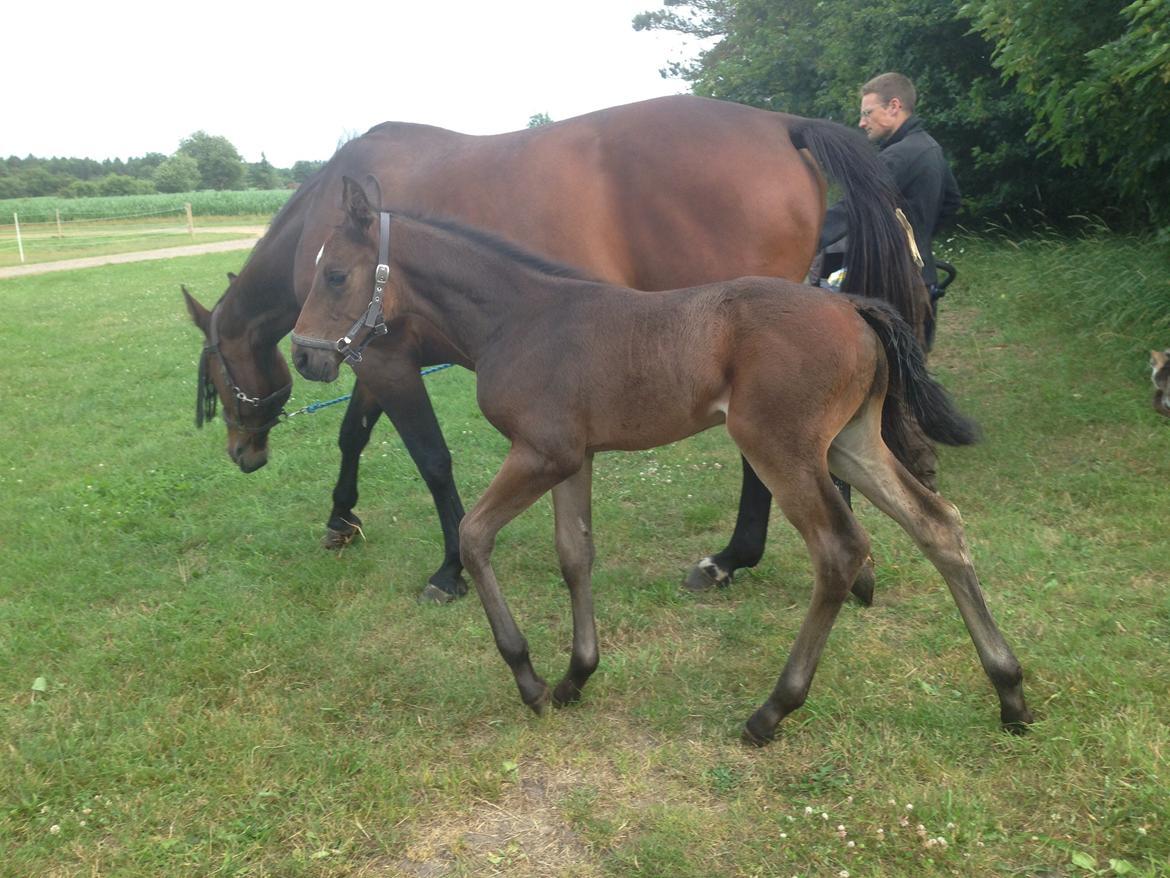 Dansk Varmblod Vangebo's Favour  billede 1