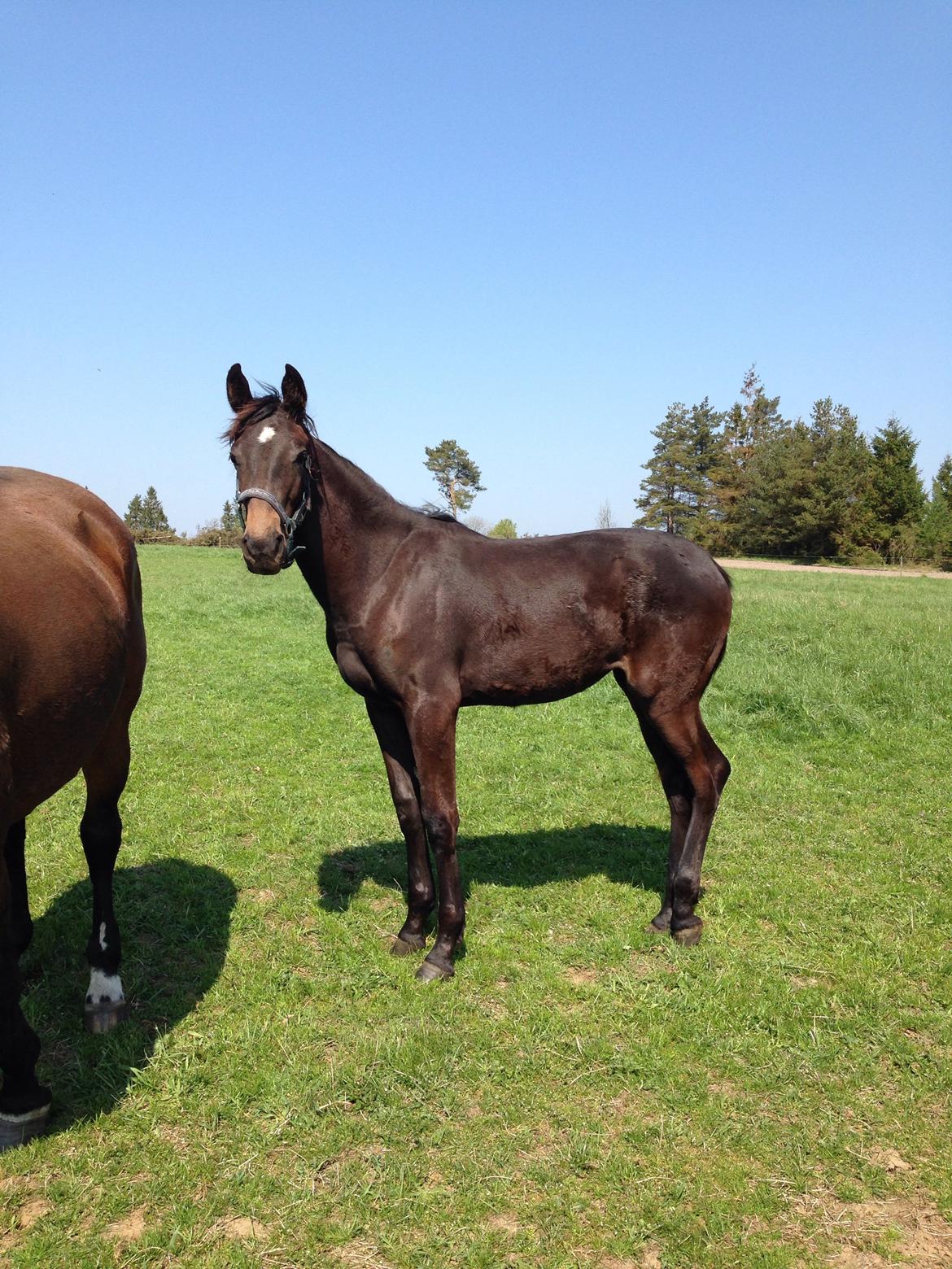 Dansk Varmblod Vangebo's Favour  billede 2