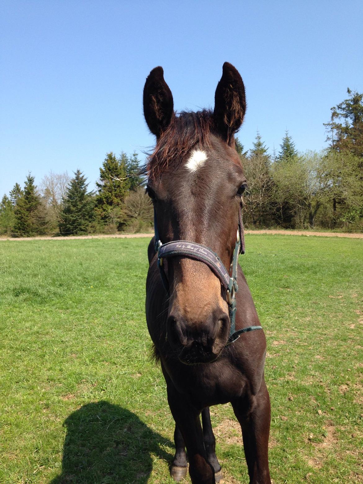 Dansk Varmblod Vangebo's Favour  billede 3
