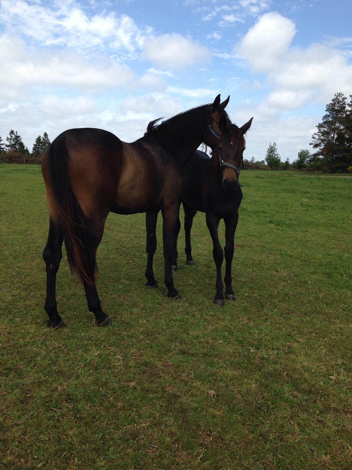 Dansk Varmblod Vangebo's Favour  billede 4