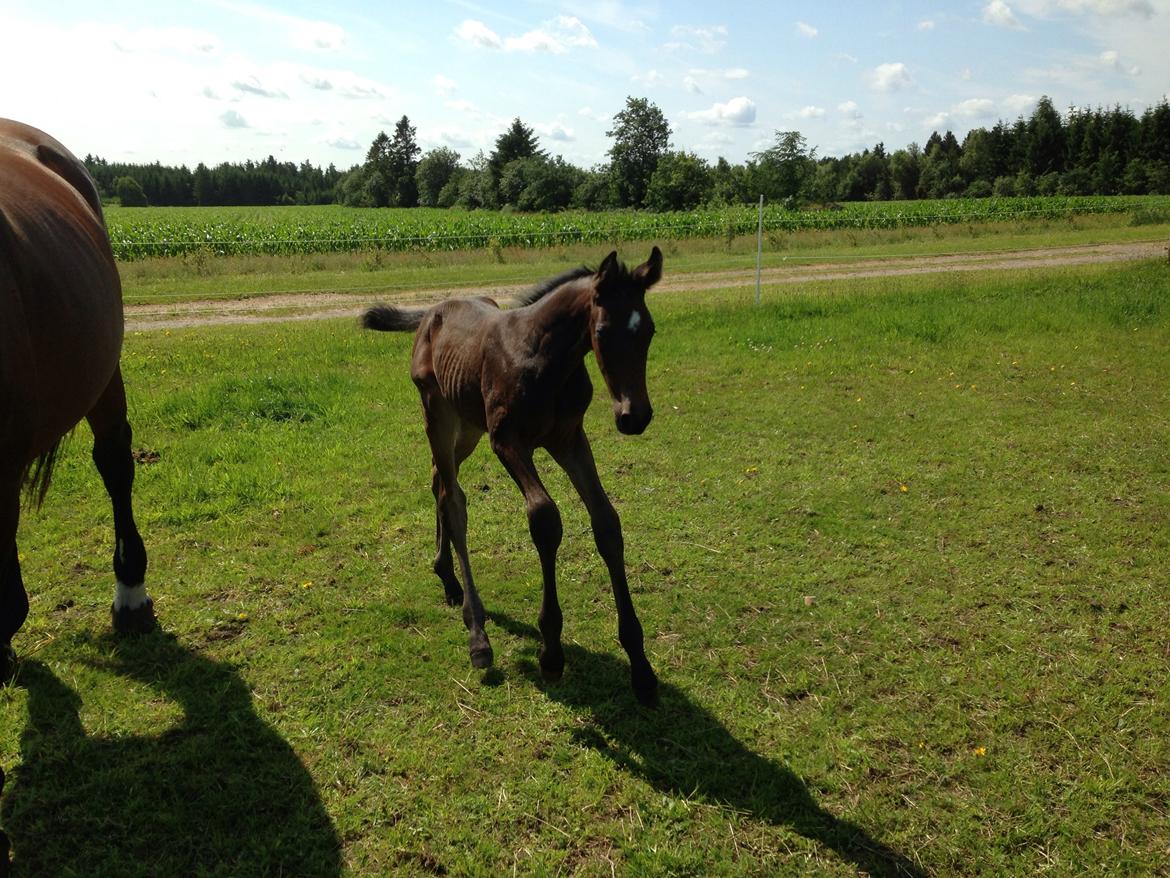 Dansk Varmblod Vangebo's Favour  billede 5