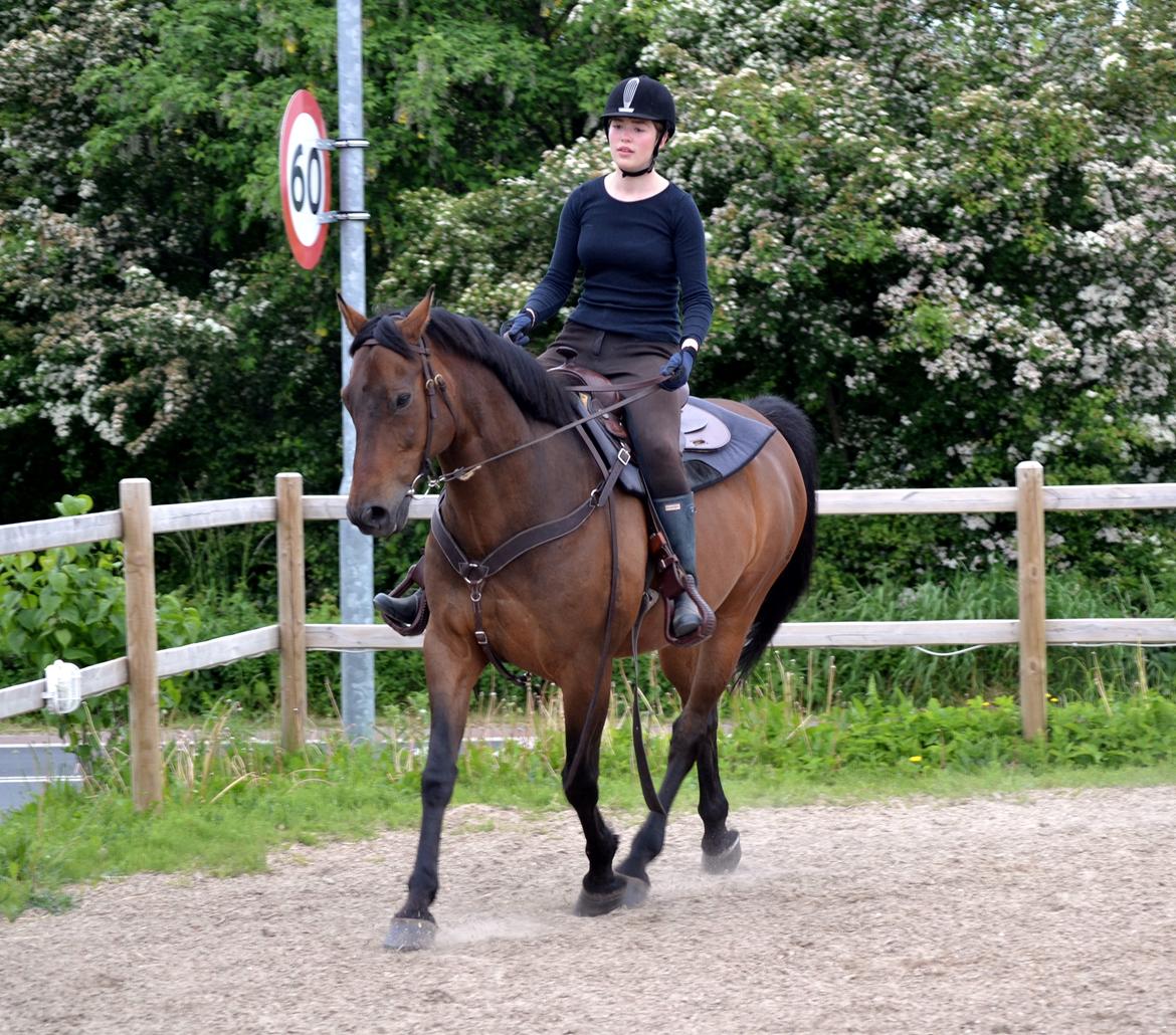 Hannoveraner Lille Per - Sommer 2014 billede 21