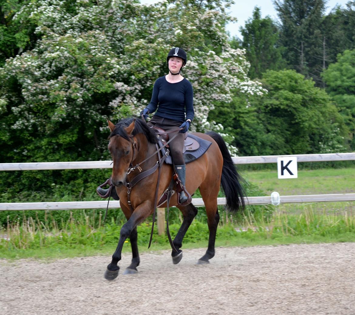 Hannoveraner Lille Per - Smækre dreng - sommer 2014 billede 24