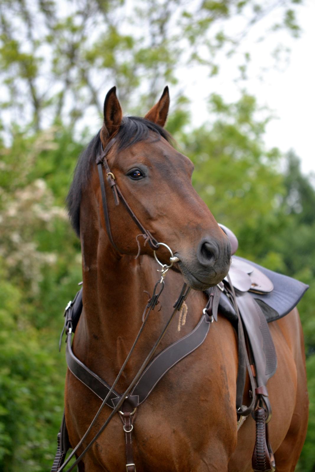 Hannoveraner Lille Per - Smukke pjevs - sommer 2014 billede 27