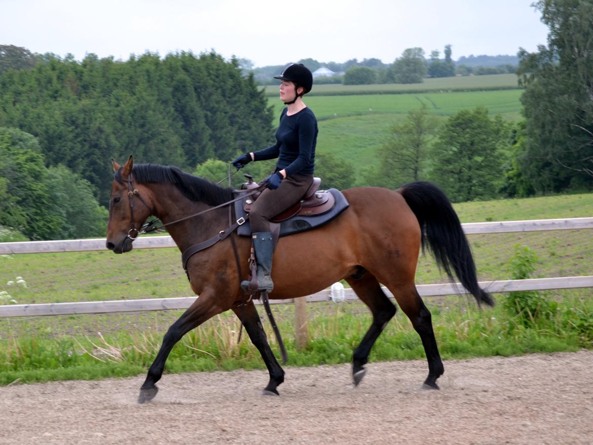 Hannoveraner Lille Per - Sommer 2014 billede 22