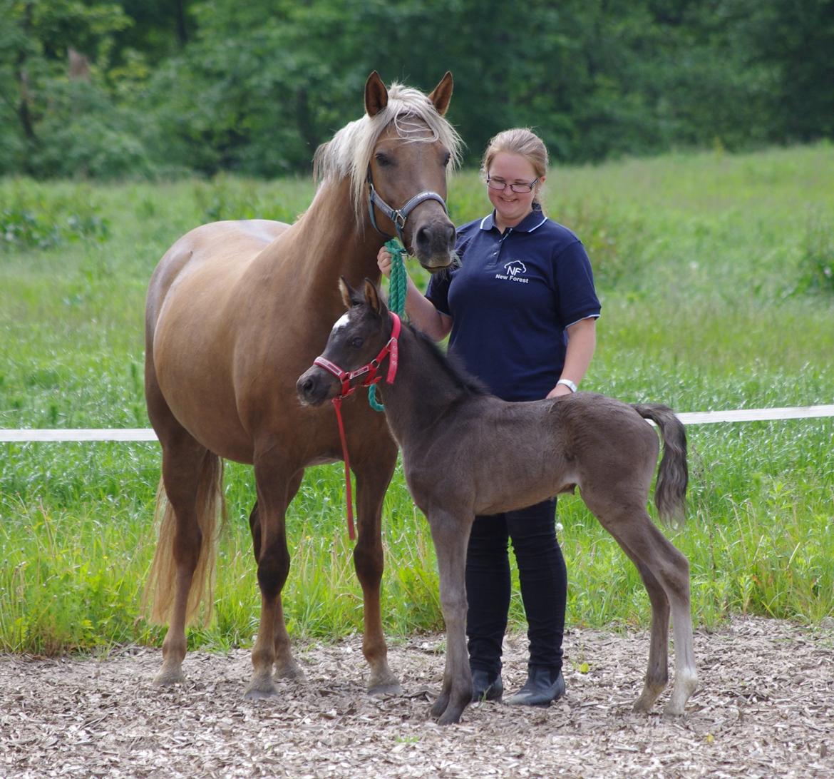 New Forest Fuglsangs Sweet Cookie billede 15