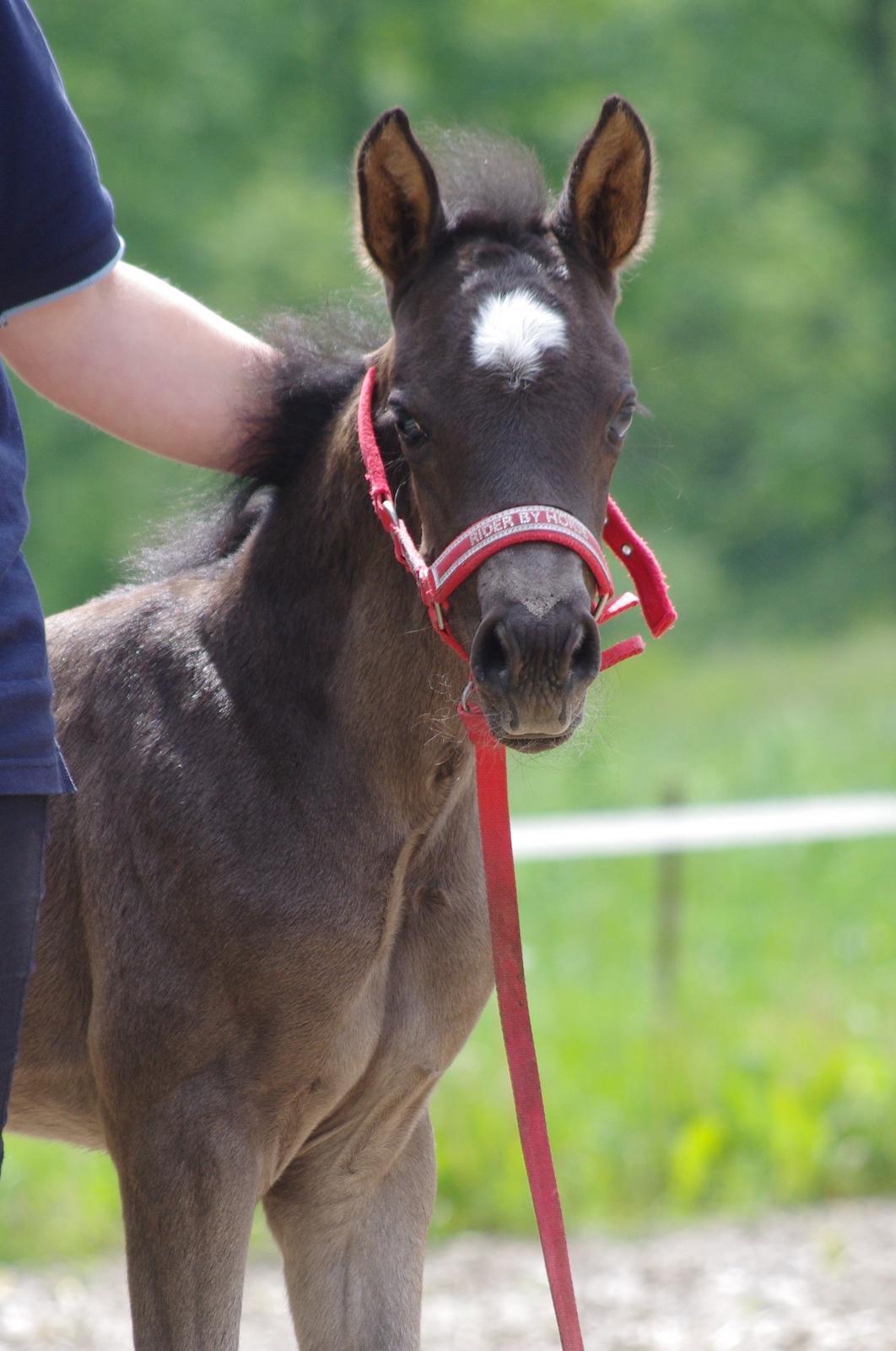 New Forest Fuglsangs Sweet Cookie billede 5