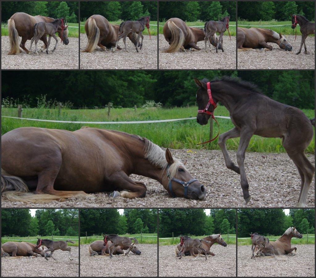 New Forest Fuglsangs Sweet Cookie - Cookie er et kæmpe bæst når mor forsøger at rulle sig ;) billede 7