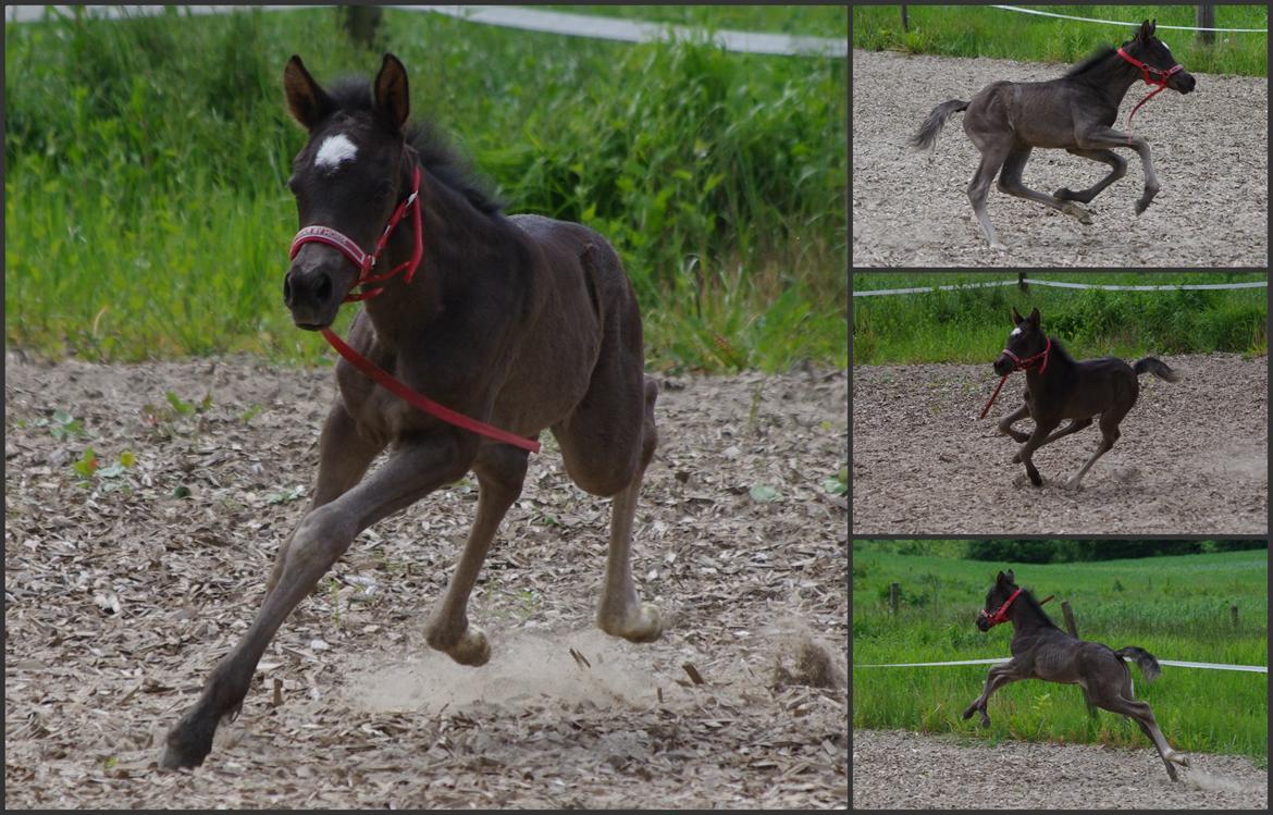 New Forest Fuglsangs Sweet Cookie - Cookie i fuld speed! billede 19