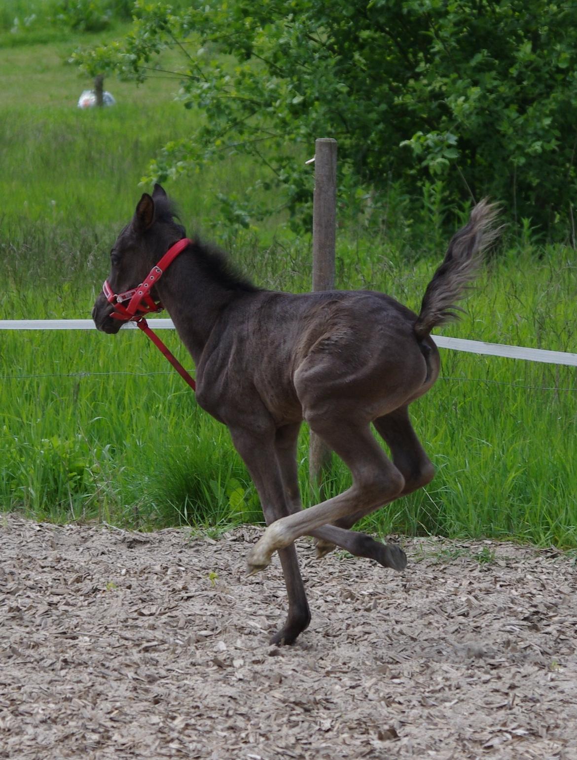 New Forest Fuglsangs Sweet Cookie - Cookie med gazelle ben. Vi øver os stadigvæk på at styre dem! billede 12