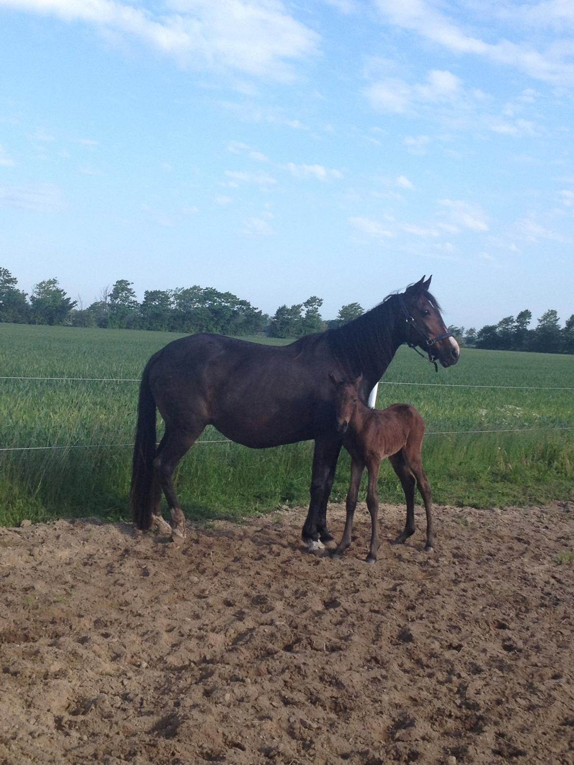 Anden særlig race Tessa billede 1
