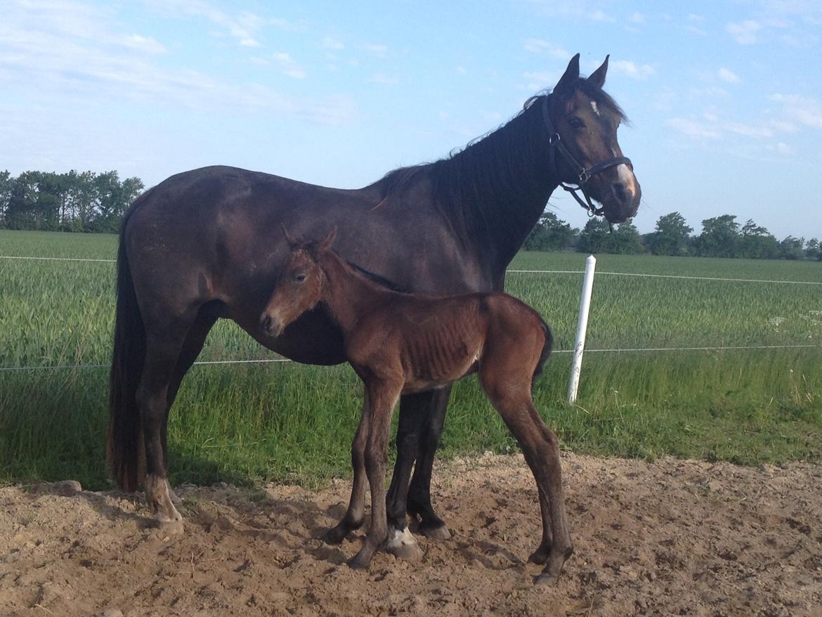 Anden særlig race Tessa billede 2