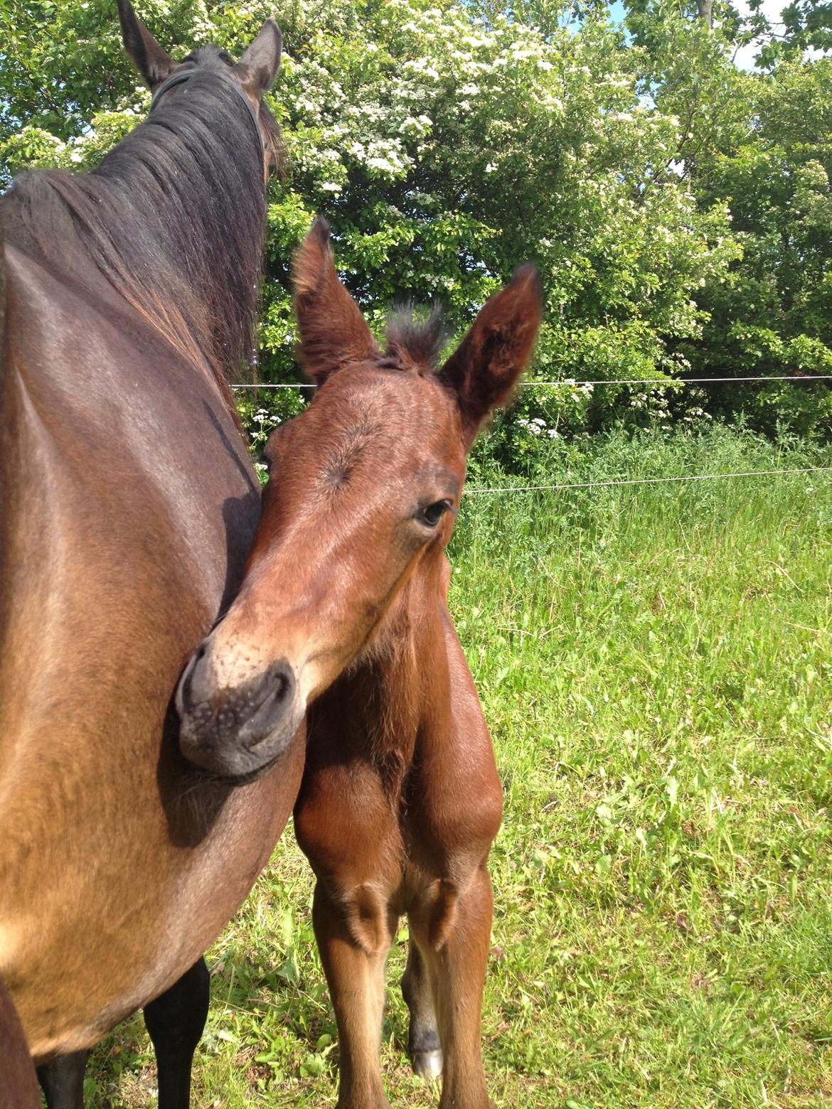 Anden særlig race Tessa billede 3