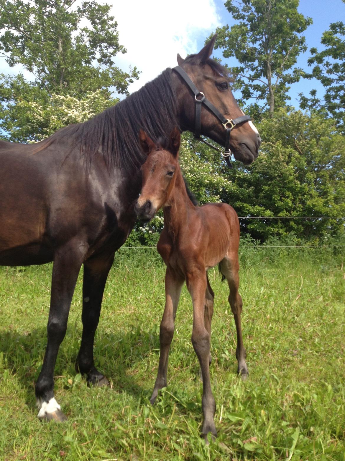 Anden særlig race Tessa billede 4