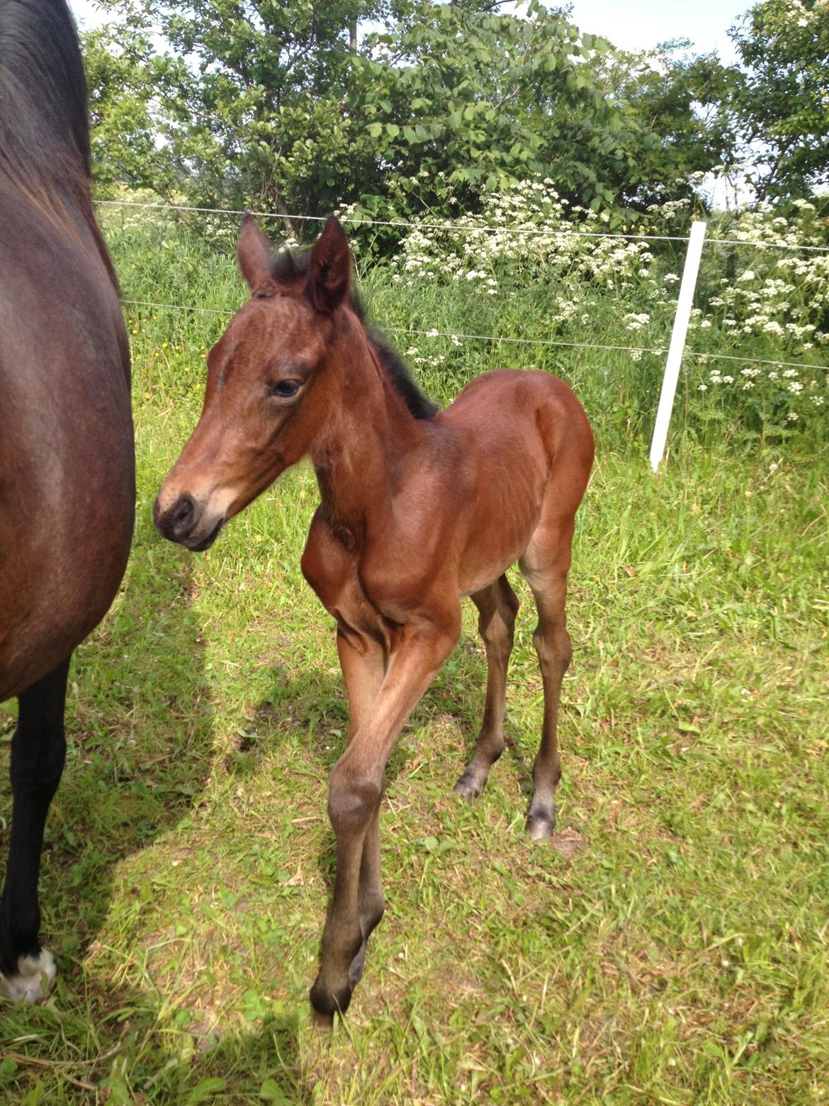 Anden særlig race Tessa billede 5