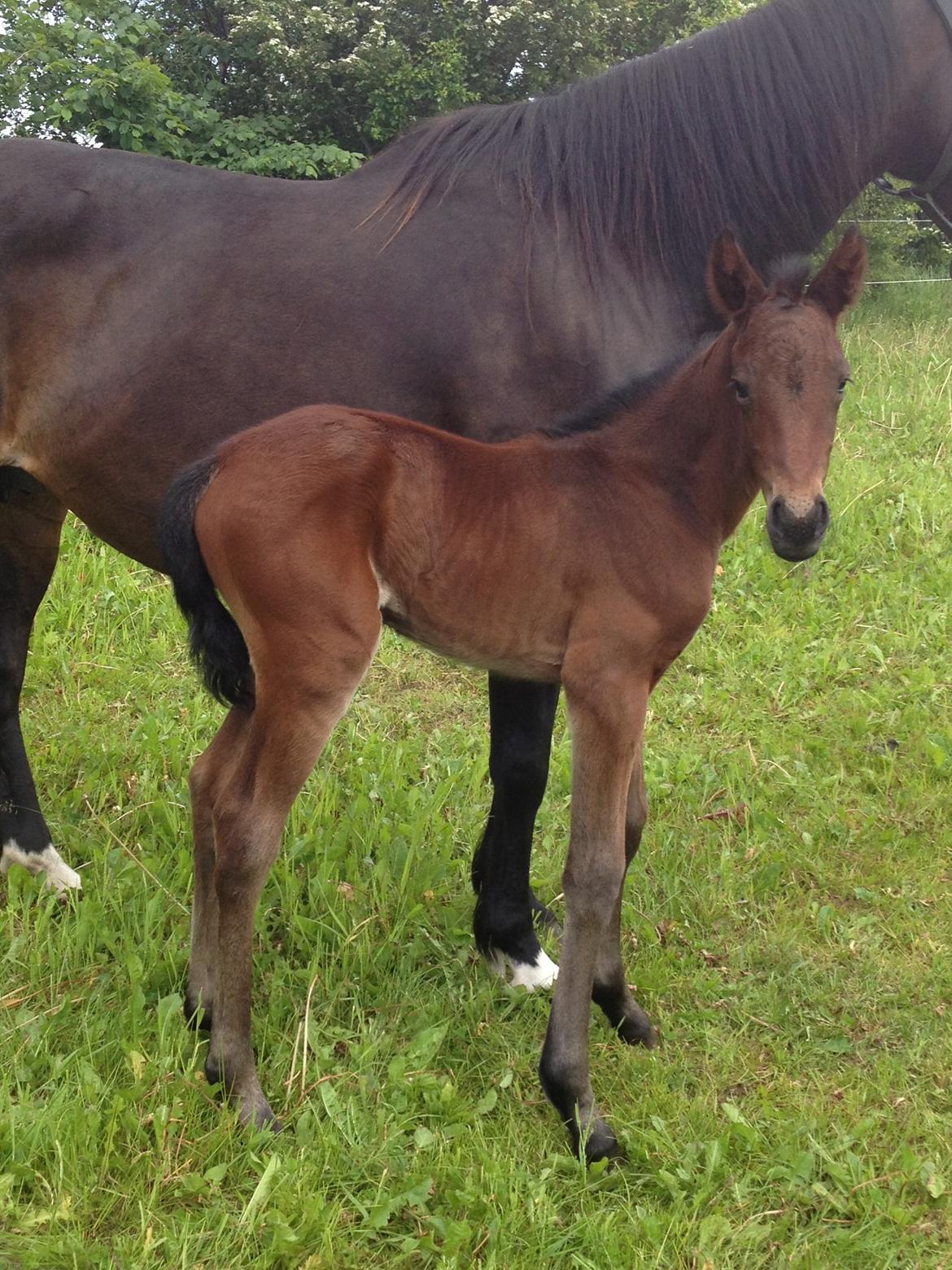 Anden særlig race Tessa billede 6