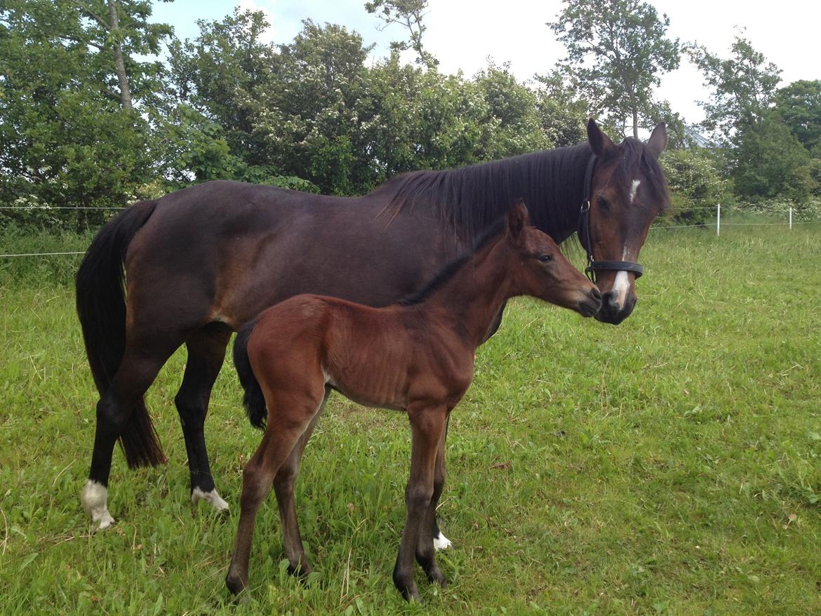 Anden særlig race Tessa billede 7